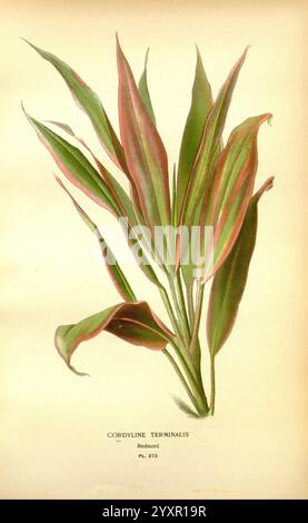 Favori, fleurs, de, jardin, et, Greenhouse, Londres, et, New York, Frederick, Warne, &, co, 1896-97, France, xixe, siècle, icones, floriculture, chromolithographie, plantes, ornementales, une illustration de Cordyline terminalis, mettant en valeur ses longues feuilles élancées et arquées avec une combinaison frappante de teintes vertes et rougeâtres. Les feuilles sont allongées et effilées en pointes, ajoutant élégance et mouvement à la composition. Sous la plante, le nom botanique est élégamment rendu, fournissant une référence claire à cette espèce tropicale. L'esthétique globale met en évidence les détails complexes et vi Banque D'Images