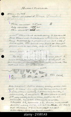 Notes de terrain, Mexique, 1949-1950, illustration, Mexique, Mexico, Morelia, dessin, serpent, journal intime, Guadalajara, Jalisco, tortues, grenouilles, archives, serpents, lézards, Maruata, la Placita, herpétologie, Aquila, notes de terrain, illustrations scientifiques, livre de terrain, herpétologues, Michoacán, Ciudad de México, code fiscal Alarcón, Archives, la Barranca de Navidad, Coahuayana, Colima, Nevada de, Maquili, une page manuscrite avec des notes détaillées sur une créature marine, probablement un type de poisson. La page comprend des en-têtes et des champs pour diverses observations : la date, le lieu et des mesures spécifiques telles que Banque D'Images