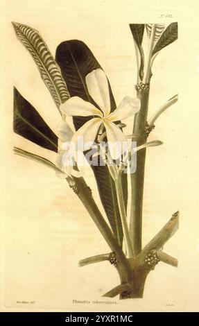 Le cabinet botanique London John & Arthur Arch 1817-1833.jpg, Une illustration botanique présente les fleurs délicates de Plumeria tuberculata, mettant en valeur ses pétales blancs saisissants qui contrastent élégamment avec les tiges vertes minces et les formations foliaires uniques. La composition met en évidence les détails complexes de la structure de la fleur, y compris les textures subtiles des feuilles et la disposition des bourgeons, capturant l'essence de cette espèce végétale exquise dans une représentation vive et artistique. Banque D'Images