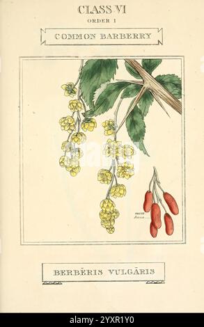 Éléments, de, la, science, de, botanique, Londres, imprimé, par, T, Bensley, pour J, Murray, 1812, plants, classification, picturale, œuvres, cette illustration présente l'épine commune, scientifiquement connue sous le nom de Berberis vulgaris. Vous y trouverez des grappes de fleurs jaunes suspendues à de minces tiges vertes, accompagnées de baies rouges vibrantes. Le rendu détaillé met en évidence les caractéristiques délicates des fleurs et la forme distincte du fruit. Chaque élément est soigneusement étiqueté, mettant en valeur la classification botanique sous ''classe VI, ordre 1'' et le nom latin en bas. La composition e Banque D'Images