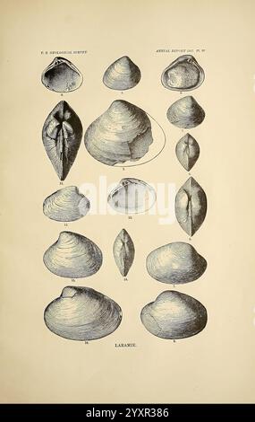 Une revue du fossile non marin Mollusca of North America, Washington, U.S.G.P.O, 1883, paléontologie, Amérique du Nord, mollusques, fossile, l'illustration présente une série de représentations détaillées de différentes formes de coquilles, chacune étiquetée avec des numéros d'identification spécifiques. Les coques présentent une gamme de formes et de tailles, soulignant leurs caractéristiques uniques, telles que la texture et les caractéristiques structurelles. Certains sont allongés tandis que d’autres sont plus arrondis, présentant des profils variés qui illustrent la diversité au sein des mollusques. L'arrangement met l'accent sur une classification systématique, avec delin clair Banque D'Images