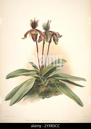 Reichenbachia, créé Albans, London, New York, F. Sander & Co, Orchid Growers & Importers, H. Sotheran & Co, I. Forstermann, 1888-1890. Orchidaceae, Cypripedium oenanthum var. Superbum, Cypripedium oenanthum, Henry Frederick Conrad Sander, orchidées, botanique, fleurs, Henry George Moon, L'œuvre présente une illustration botanique du superbum de Cypripedium ceanothum, également connu sous le nom d'orchidée de pantoufle de la dame voyante. La composition met en valeur les courbes élégantes et les fleurs distinctives en forme de poche de l'orchidée, mises en évidence avec leurs pétales rayés verts et crème. Sous les fleurs, large Banque D'Images