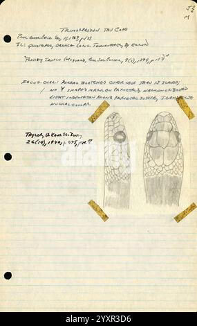 Notes de terrain, Mexique, 1949-1950, illustration, Mexique, Mexico, Morelia, dessin, serpent, journal intime, Guadalajara, Jalisco, tortues, grenouilles, archives, serpents, lézards, Maruata, la Placita, herpétologie, Aquila, notes de terrain, illustrations scientifiques, livre de terrain, taxonomie : suborde R= Serpentes, herpétologues, Michoacán, Ciudad de México, code fiscal Alarcón, archives, la Barranca de Navidad, Coahuayana, Colima Nevada de, Maquili, l'image présente une illustration détaillée, dessinée à la main, des têtes de deux espèces distinctes de tarpon, spécifiquement sous le titre ''Trinomiasma tabacaria''. Accompagnant le Banque D'Images