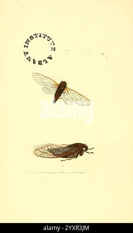 Le, zoologique, Miscellany London, imprimé, par, B. McMillan, pour E. Nodder & son, et, vendu, par, tous, libraires, 1814-1817, pictural, œuvres, zoologie, L'illustration présente deux espèces distinctes de cigales, mettant en valeur leurs détails complexes et leurs différences. La cigale supérieure présente une structure d'aile délicate et transparente avec de fines veines, tandis que la cigale inférieure est représentée dans une vue de côté, soulignant son corps robuste et ses caractéristiques anatomiques uniques. Les deux spécimens sont étiquetés et numérotés, ce qui suggère qu'ils font partie d'une étude scientifique ou d'un catalogue. Le travail en ligne méticuleux met en valeur le BE Banque D'Images