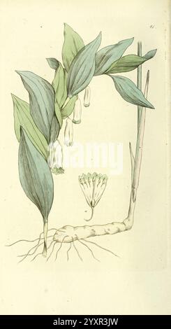 Svensk, botanik Stockholm, Tryckt hos C. Delén, 1802-[1843], plantes, Suède, The New York Botanical Garden, œuvres picturales, l'illustration représente une étude botanique d'une plante présentant des feuilles allongées et pointues qui arquent gracieusement. Sous le feuillage, de délicates fleurs en forme de cloche pendent de tiges minces, mettant en valeur leurs courbes douces. À la base, une vue détaillée révèle la structure racinaire, soulignant le lien entre les parties aériennes de la plante et ses éléments souterrains. Cette composition capture la beauté complexe de la nature, soulignant à la fois l'élégance de la floraison Banque D'Images