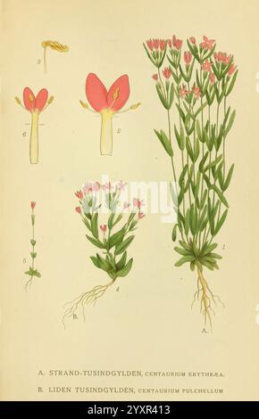 Billeder af nordens Flora København, G.E.C. Gad's Forlag, 1917-1927, plantes, Finlande, Scandinavie, le jardin botanique de New York, œuvres picturales, Centaurium erythraea, Centaurium pulchellum, cette illustration présente des diagrammes botaniques de deux espèces végétales du genre Centaurium. La première section intitulée A illustre le Strand-tusingylden (Centaurium elythera) avec des représentations détaillées de sa fleur, y compris la disposition des pétales et des structures reproductives. La deuxième section étiquetée B présente le tusingylden de Liden (Centaurium pulchellum), mettant en évidence son chara floral distinct Banque D'Images