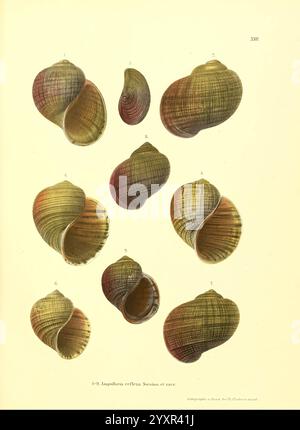 Novitates conchologicae, Cassel, T. Fischer, 1854-79, mollusques, œuvres picturales, Un arrangement détaillé de divers coquillages, mettant en valeur leurs motifs et textures complexes. Chaque coquille est représentée dans une orientation unique, soulignant les courbes élégantes et les crêtes caractéristiques de leur espèce. La conception incorpore de subtils dégradés de couleurs, soulignant la beauté naturelle et la diversité de ces organismes marins. Les étiquettes numérotées indiquent des types spécifiques de coquillages, invitant les spectateurs à explorer et à apprécier leurs formes et structures uniques. Banque D'Images