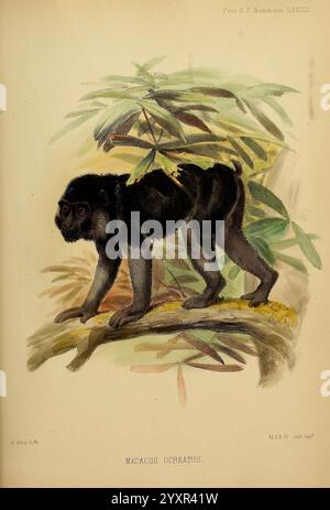 Proceedings of the Zoological Society of London, London, Academic Press, Monkey, périodiques, zoologie, Macaca ochreata., Une illustration détaillée d'un singe araignée, mettant en valeur ses caractéristiques distinctives lorsqu'il grimpe à un arbre. La fourrure du primate est principalement noire, avec un léger lustre qui souligne sa construction musculaire. Ses longs membres et sa queue préhensile aident à naviguer dans les branches. Autour du singe se trouvent des feuilles vertes luxuriantes, typiques d’un habitat tropical, suggérant un environnement riche en biodiversité. La composition souligne l'agilité et l'adaptabilité du singe araignée dans son caractère Banque D'Images