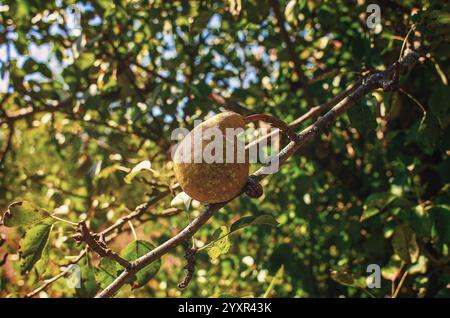 Poire verte incurvée solitaire avec des taches sur la branche sans feuilles. Arrière-plan flou. Parasites des poiriers Banque D'Images