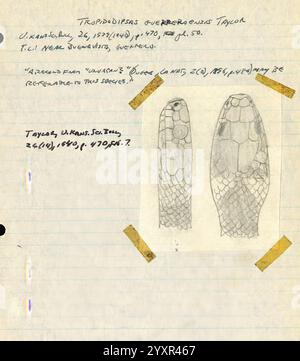 Notes de terrain, Mexique. 1949-1950, illustration, Mexique, Mexico, Morelia, dessin, serpent, journal intime, Guadalajara, Jalisco, tortues, grenouilles, archives, serpents, lézards, Maruata, la Placita, herpétologie, Aquila, notes de terrain, illustrations scientifiques, livre de terrain, herpétologues, Michoacán, Ciudad de México, code fiscal Alarcón, Archives, la Barranca de Navidad, Coahuayana, Colima Nevado de, Maquili,, cette page contient des annotations scientifiques détaillées liées à l'étude d'une espèce spécifique, identifiée comme Thropididens guerrerensis Taylor. Le texte inclut la date d'observation, le 26 janvier 1972, al Banque D'Images