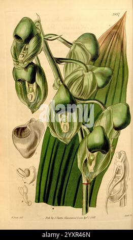 Curtis's Botanical Magazine, Londres, New York, illustration botanique, botanique, périodiques, œuvres illustrées, plantes ornementales, Curtis, Honduras, une étude botanique richement illustrée mettant en vedette un groupe d'orchidées vertes vibrantes, chacune affichant des formes et des marques de pétales distinctives. Les fleurs sont nichées parmi des feuilles allongées et texturées qui présentent de riches veines. Sur le côté, des croquis détaillés représentent diverses parties d'orchidée, y compris une vue rapprochée d'une fleur et un diagramme anatomique de la structure racinaire. La composition globale souligne la beauté délicate et la complexité de ceux-ci Banque D'Images