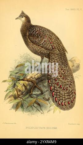 Ibis London publié pour l'Union britannique des ornithologues par Academic Press. Oiseaux Ornithologie périodiques, l'illustration présente un Polypectron helenae, communément connu sous le nom de faisan-paon Helena. Cet oiseau est représenté gracieusement perché sur une branche au milieu d'un feuillage luxuriant. Son plumage saisissant est un affichage vibrant de motifs et de couleurs complexes, caractérisé par des plumes irisées ornées de taches rouges et bleues vives pour les yeux. La longue queue, élégamment ventilée, accentue sa stature royale, tandis que son corps présente un mélange de tons terreux qui se marient parfaitement avec la végétation environnante Banque D'Images