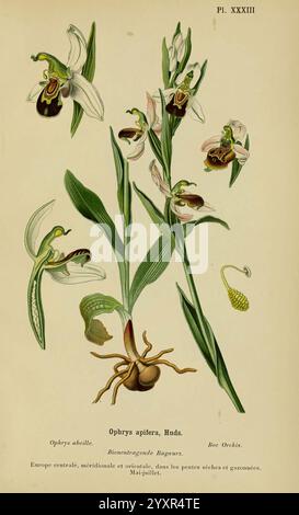 Album des orchidées de l'Europe centrale et septentrionale Genève, librairie Georg, 1899. Europe, Orchidaceae le jardin botanique de New York œuvres picturales Ophrys apifera, cette illustration présente l'Ophrys apifera, communément connue sous le nom d'orchidée d'abeille. Le design présente de multiples fleurs détaillées de la fleur, mettant en évidence leurs formes complexes et leur coloration. Les pétales sont disposés de manière à imiter l'apparence d'une abeille, aidant à la pollinisation. Sous les fleurs, une représentation de la structure racinaire bulbeuse est représentée, illustrant la méthode de croissance de la plante. Le texte d'accompagnement Banque D'Images