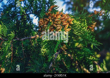 Arbre à feuilles persistantes Thuja avec des cônes bruns contre le ciel bleu. Conifère vert-jaune. Abstraction pour la conception Banque D'Images