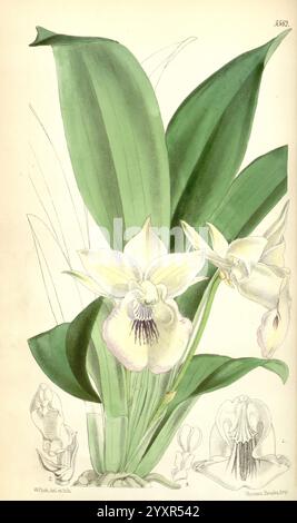 Curtis's Botanical Magazine, Londres, New York, illustration botanique, botanique, périodiques, œuvres picturales, plantes ornementales, Curtis, l'illustration met en valeur une orchidée élégante fleurissant avec de délicats pétales blancs avec des marques violettes au centre. Les fleurs sont gracieusement fixées au sommet de longues feuilles vertes luxuriantes qui s'épanouissent vers l'extérieur, soulignant leur contraste vibrant. À côté de la fleur principale, des contours subtils suggèrent des fleurs et des bourgeons supplémentaires à différents stades de développement, enrichissant la composition. Les détails méticuleux soulignent les textures complexes des fleurs et f Banque D'Images