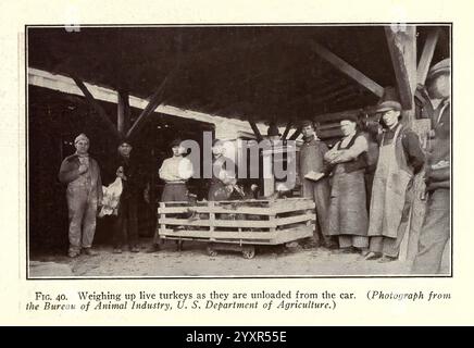 Turkey Raising New York, Orange Judd Publishing Company, 1922, TurkeysUniversityCaliforniaBirdsOrnithology , Un groupe d'individus rassemblés dans une grange, observant le processus de pesage des dindes vivantes lorsqu'elles sont déchargées d'un chariot. La scène met en scène des hommes et des femmes, certains habillés en tenue de travail, avec quelques enfants présents. Au premier plan, une écaille de bois se dresse à côté d'une caisse contenant des dindes, tandis que les spectateurs semblent engagés dans l'activité. L'environnement reflète une atmosphère agricole rurale, révélatrice des pratiques agricoles du début du XXe siècle. Banque D'Images