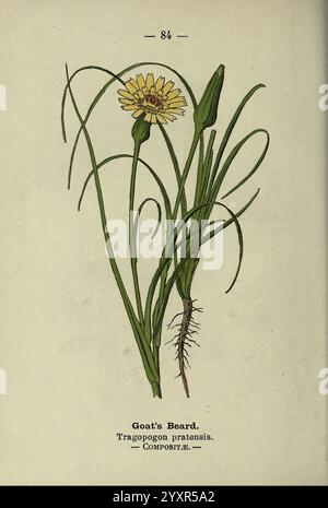 Wayside and Woodland Blossoms, Londres, F. Warne, 1895, Grande-Bretagne, fleurs sauvages, identification, botanique, Tragopogon pratensis, l'illustration présente une plante connue sous le nom de barbe de chèvre (Tragopogon pratensis), caractérisée par ses feuilles vertes minces et une fleur jaune proéminente au sommet. La fleur a un aspect de marguerite avec des pétales allongés rayonnant à partir d'un disque central, capturant l'essence de la flore printanière. Sous la fleur, la tige de la plante est représentée, menant à son système racinaire, mettant en évidence sa structure de croissance. Cette représentation visuelle sert à mettre en valeur le bota Banque D'Images