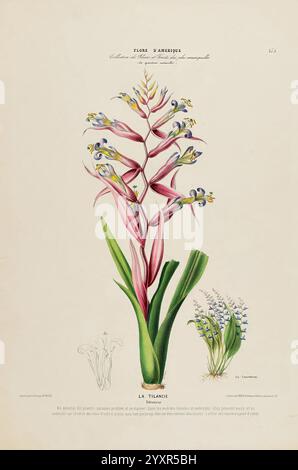 Flore d'Amérique, Paris, Gihaut 1843-1846, America, oeuvres picturales, plantes, Une illustration vibrante de la plante connue sous le nom de ''la Tillandsia', mettant en valeur sa structure florale saisissante. La fleur centrale présente des pétales roses allongés ornés de délicates fleurs bleues et blanches, créant un contraste visuel époustouflant. Autour de la fleur principale se trouvent des croquis détaillés mettant en évidence divers aspects de la plante, y compris ses feuilles uniques et d'autres grappes de fleurs plus petites. La composition globale souligne la beauté complexe de cette espèce tropicale, célébrant son élégance naturelle et pour Banque D'Images