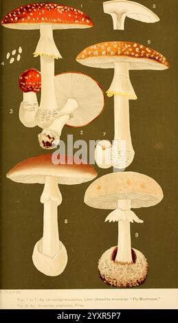 Student's Handbook of Mushrooms of America comestible and empoisonous Washington, D.C. A.R. Taylor 1897-1898 United States Mushrooms comestible Poisonous, Une illustration détaillée présentant diverses espèces de champignons du genre Amanita, remarquables pour leurs chapeaux et formes distinctives. L'illustration comprend plusieurs spécimens, présentant une variété de couleurs et de caractéristiques. Le coin supérieur gauche représente un petit champignon rouge avec des taches blanches, communément connu sous le nom d'agarique à la mouche. Adjacent à elle se trouve un champignon plus grand avec un chapeau conique et des branchies blanches. Ci-dessous, des exemples supplémentaires mettent en évidence différents Banque D'Images