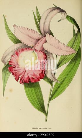 Annales de la Société royale d'agriculture et de botanique de Gand, Gand, Société royale d'agriculture et de botanique, 1845-1849, botanique, horticulture, sociétés, fleurs, Sobralia macrantha, Une représentation magnifiquement illustrée de l'orchidée Sobralia macrantha, mettant en valeur ses caractéristiques délicates et complexes. La fleur affiche de grands pétales volants avec une combinaison vibrante de tons rose doux et rouge profond entourant un centre jaune vif. Des feuilles vertes allongées encadrent élégamment la fleur, soulignant sa beauté naturelle. Ce travail capture l'essence de l'élégance rare de l'orchidée et Banque D'Images