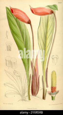 Curtis's Botanical Magazine, Londres, New York, illustration botanique, botanique, périodiques, œuvres picturales, plantes ornementales, Curtis, cette illustration présente deux fleurs élégantes aux feuilles vertes allongées, mettant en valeur leurs teintes rouges et jaunes vibrantes. La structure des fleurs est complexe, soulignant leurs formes et textures uniques. Autour des plantes principales se trouvent de plus petits croquis détaillant diverses caractéristiques botaniques, y compris l'anatomie florale et les modèles de croissance. La combinaison des fleurs et des feuilles crée un affichage visuel saisissant, soulignant la beauté et la complexité de p Banque D'Images