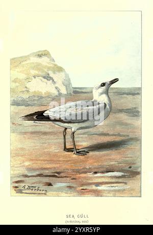 Oiseaux sauvages familiers Londres, New York, Cassell, 1883, oiseaux, dictionnaires, oeuvres picturales, mouette, goélette, Larus canus, Archibald Thorburn, ornithologie, Walter's Swaysland, Archibald Thorburn, mouette, un goéland solitaire se dresse sur un rivage sablonneux, son corps élégant affichant des nuances de gris et de blanc. Le bec pointu de l'oiseau et ses yeux perçants suggèrent une conscience aiguë de son environnement. En arrière-plan, une formation rocheuse accidentée ajoute un contraste naturel, évoquant l'environnement côtier. La composition globale capture l'essence de la vie balnéaire, mettant en valeur l'élégance et la grâce du Banque D'Images