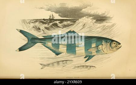 Une histoire des poissons des îles Britanniques, 1862-65, Grande-Bretagne, poissons, une représentation artistique d'un grand poisson, caractérisé par ses rayures bleues et argentées frappantes. Le poisson est montré nageant à travers les vagues turbulentes de l'océan, avec un navire lointain silhouette contre un ciel spectaculaire rempli de nuages. Les poissons plus petits sont visibles au premier plan inférieur, ajoutant de la profondeur et du contexte à la scène marine. La composition met en évidence la vie sous-marine vibrante et la nature dynamique de l'environnement océanique. Banque D'Images