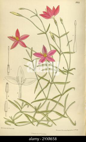 Curtis's Botanical magazine, Londres, New York, illustration botanique, botanique, périodiques, œuvres picturales, plantes ornementales, Curtis, l'image présente une illustration botanique d'une plante à fleurs connue pour ses fleurs roses éclatantes et éclatantes qui fleurissent en forme d'étoile. La composition met en valeur de fines tiges vertes ornées de feuilles délicates et étroites. Outre la représentation principale des fleurs, il y a plusieurs croquis détaillés montrant les différentes étapes de la fleur, y compris une représentation de la fleur et une vue anatomique des parties reproductrices de la plante. La réf. Artistique Banque D'Images