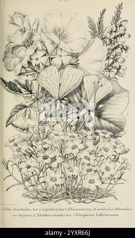 Belgique, horticole, Liége, botanique, horticulture, périodiques, plantes., cette illustration botanique présente une collection diversifiée de plantes à fleurs, chacune méticuleusement détaillée. Les pétales délicats des dianthoïdies de Gilia et les fleurs frappantes de Leptodactylon californicum sont au premier plan. La composition comprend également les fleurs ressemblant à la vigne de Convolvulus Althaeoides et des grappes de Tetrahena ericoides, ajoutant de la texture à la scène. À l'avant-garde, Pelargonium Endlicherianum affiche ses caractéristiques vibrantes, complétant la complexité globale de l'œuvre. L'arrangeme Banque D'Images