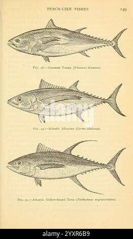 Field book of Giant fish New York, G. P. Putnam [1949] baleines bois poissons trous Thunnus thynnus Thunnus alunga Thunnus albacares, trois espèces distinctes de poissons perchés sont présentées pour identification. L'illustration supérieure montre le thon commun (Thunnus thynnus), caractérisé par son corps profilé et ses nageoires dorsales proéminentes. La représentation du milieu présente le germon de l'Atlantique (Germo alalunga), connu pour sa forme allongée et sa coloration nette. L'image du bas illustre le thon à nageoires jaunes de l'Atlantique (Neothunnus macropterus), reconnaissable à ses nageoires jaunes vives et robustes Banque D'Images