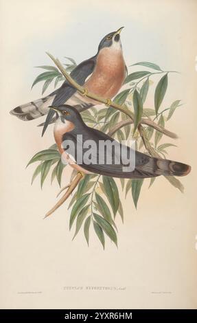 Birds of Asia by John Gould 1850-1883 Asia Birds Pictorial Works, cette illustration présente deux oiseaux magnifiquement rendus perchés sur une branche feuillue. L'oiseau supérieur affiche une riche teinte châtaigne sur ses parties inférieures, contrastant avec ses ailes bleu-gris foncé et le dos. Ses marques distinctives comprennent une tache jaune juste derrière l'œil, ajoutant à son aspect frappant. L'oiseau inférieur reflète l'empeigne dans la couleur et la posture, mettant en valeur les mêmes tons châtaigniers vibrants et la structure élégante de l'aile. Les deux oiseaux sont entourés de délicates feuilles vertes, améliorant l'ambiance naturelle de leur habitat. Banque D'Images