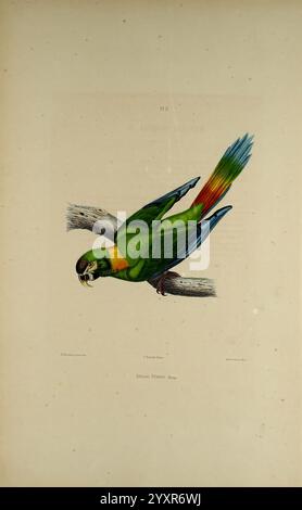 Iconographie des perroquets Paris P. Bertrand 1857 oiseaux perroquets perroquets œuvres picturales œuvres populaires aras à col jaune Primolius auricollis, Un perroquet vibrant est représenté perché sur une branche, mettant en valeur son plumage saisissant. Les plumes présentent un mélange de vert, jaune et bleu, mis en évidence par une queue rouge vif. Le perroquet est tourné vers le bas, avec son bec ouvert, suggérant une nature curieuse. Entourant l'oiseau, le fond reste simple, attirant l'attention sur les détails colorés du perroquet et les textures de la branche qu'il occupe. Cette représentation met l'accent sur le b. Banque D'Images