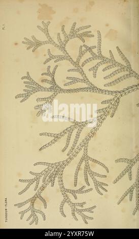 Tuinbouw-Flora van Nederland en zijne overzeesche bezittingen Leyden A. W. Sythoff 1854-1856 plantes pays-Bas périodiques colonies, l'illustration présente une représentation détaillée d'une délicate plante ramifiée, mettant en valeur des structures foliaires complexes. Les frondes disposées symétriquement présentent une série de fines feuilles en forme d'aiguilles qui s'étendent à partir de la tige principale dans diverses directions. La composition globale souligne l'élégance naturelle et la complexité de la plante, avec des lignes fines illustrant la texture et la forme de chaque segment de feuille. Les faibles marques et les variations d'ombrage ajoutent de la profondeur et de la brillance Banque D'Images