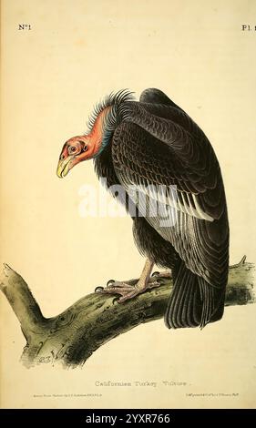 Les oiseaux d'Amérique, New York, J.B. Chevalier, 1840-1844, oiseaux, Amérique du Nord, John James Audubon, œuvres picturales, Cathartes aura, Une représentation frappante d'un Vulture de dinde de Californie perché sur une branche. Cet oiseau présente ses caractéristiques distinctes, notamment une tête rouge éclatante, un plumage sombre qui contraste avec ses plumes plus claires sur la poitrine, et une envergure impressionnante. Le bec du vautours est prononcé, adapté à son régime de récupération, tandis que ses yeux vifs transmettent un air d'intelligence et de conscience. L'illustration détaillée capture la texture des plumes et la grâce de ce fasc Banque D'Images