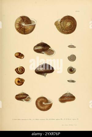 Novitates Conchologicae, Cassel, T. Fischer, 1854-79, mollusques, œuvres picturales, l'illustration présente une collection de divers spécimens de coquillages, mettant en valeur leurs formes uniques et leurs détails complexes. Chaque coquille est numérotée pour référence, mettant en évidence les différentes espèces et variétés trouvées dans la nature. L'arrangement met l'accent sur leurs formes spirales, les textures variées et les motifs de couleur, offrant un aperçu de la diversité de la vie marine. La composition globale sert à la fois un but scientifique et une appréciation artistique de ces merveilles naturelles. Banque D'Images