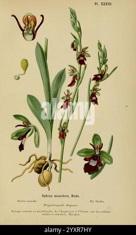 Album des orchidées de l'Europe centrale et septentrionale Genève, librairie Georg, 1899. Europe, Orchidaceae, le jardin botanique de New York, œuvres picturales Ophrys insectifera, cette illustration botanique met en vedette l'Ophrys muscifera, communément appelée orchidée de mouche. L'œuvre montre la morphologie distincte de la plante, y compris des représentations détaillées de ses fleurs, de ses feuilles et de ses racines tubéreuses. Les motifs sombres et clairs caractéristiques sur les fleurs, qui imitent l'apparence d'une mouche, aidant à la pollinisation, sont bien visibles. À côté, il y a des éléments étiquetés pointant vers var Banque D'Images