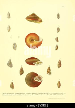 Novitates Conchologicae, Cassel, T. Fischer, 1854-79, mollusques, œuvres picturales, Une collection de coquillages illustrés représentant diverses espèces marines. L'affichage présente différentes formes, tailles et motifs complexes des coquilles, certains présentant des couleurs vives et d'autres affichant des tons plus discrets. Chaque coque est étiquetée avec un numéro, indiquant sa classification, et il y a des annotations décrivant des caractéristiques spécifiques. Cet arrangement met l'accent sur la diversité et la beauté de la vie marine, mettant en évidence les formes et textures uniques que l'on trouve dans le monde naturel. Banque D'Images