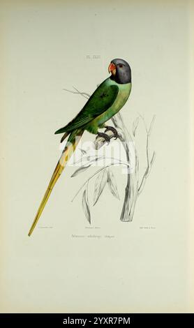 Iconographie des perroquets, Paris, P. Bertrand, 1857, oiseau, oiseaux, perroquets, perroquets, œuvres picturales, œuvres populaires, Psittacula himalayana, perruche à tête latente, Un portrait magnifiquement illustré d'une perruche perchée sur une branche, mettant en valeur son plumage vert éclatant avec une queue jaune frappante. L'oiseau présente un mélange unique de couleurs, y compris une tête bleu grisâtre et un bec orange vif. Des feuilles délicates et une représentation détaillée de la branche ajoutent à la composition, mettant en évidence l'habitat naturel de cette espèce aviaire captivante. L'illustration capture l'essence de la perruche Banque D'Images