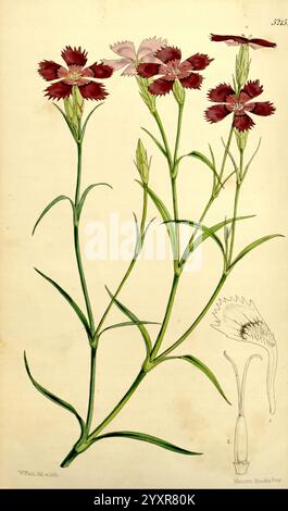 Curtis's Botanical magazine Londres New York botanique périodiques œuvres picturales Walter Hood Fitch Dianthus seguieri arthropode, l'illustration présente un groupe de fleurs délicates avec des fleurs vibrantes dans les tons de rouge et rose clair, entouré de tiges vertes minces. Chaque fleur présente une structure de pétales volants, améliorant leur beauté complexe. Sous l'affichage floral principal, il y a une représentation détaillée de la structure de la fleur, mettant en évidence les attributs de la corolle et des parties reproductrices. La composition globale souligne l'élégance et la complexité du design botanique, showcasi Banque D'Images