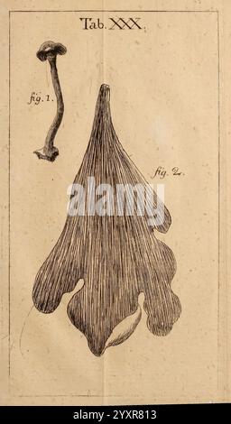 Dissertationes ad scientiam naturalem pertinentes Pragæ, sumptibus W. Gerle, 1772 Natural history, Fungi, Mycology, Petraea quercifolia, Boletus subterraneus, l'illustration présente deux figures distinctes étiquetées ''fig. 1'' et ''fig. 2.» Banque D'Images