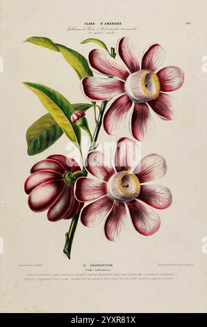 Flore d'Amérique, Paris, Gihaut 1843-1846, America, oeuvres picturales, plantes, Une illustration botanique mettant en vedette un groupe de fleurs vibrantes et frappantes caractérisées par leurs riches pétales Bordeaux, qui sont délicatement frangés de nuances plus claires. Les fleurs sont serties contre des feuilles vertes luxuriantes, mettant en valeur leurs détails complexes et leur beauté naturelle. L'illustration comprend également une étiquette en typographie élégante, désignant l'espèce comme ''Gourd Plant', reflétant le style artistique des études botaniques historiques. La composition globale est méticuleusement arrangée, soulignant l'élégance et la comple Banque D'Images