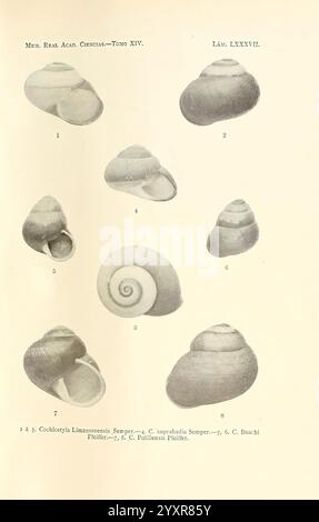 Memorias de la Real Academia de Ciencias Exactas, Fisicas y Naturales de Madrid, Madrid, Impr. Aguado, 1850-, périodiques, science, sociétés, musée de zoologie comparée, cette collection présente une variété de coquilles d'escargots, chacune présentant des formes et des motifs distincts. Les coquilles sont numérotées de un à huit, démontrant une gamme de conceptions allant de lisses et spiralées à des formations plus complexes avec des crêtes et des textures. L'affichage souligne leur beauté naturelle et leur diversité, invitant à un examen plus approfondi des caractéristiques uniques de chaque coquille. Banque D'Images