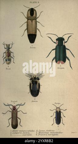 Gravure Ancienne 1846 – Coléoptères – Planche N°15 – Histoire Naturelle – 24,5x16cm