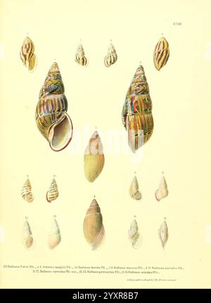 Novitates conchologicae Cassel T. Fischer 1854-79 mollusques œuvres picturales, cette illustration présente une variété d'espèces de coquilles de la famille des Bullidae, communément appelées escargots bullinidés. Chaque coquille est méticuleusement détaillée, mettant en valeur des formes, des motifs et des couleurs distinctives. Les spécimens sont étiquetés avec leurs numéros respectifs, indiquant différentes espèces et variantes au sein du groupe. Les caractéristiques notables comprennent la structure en spirale des coquilles et leurs marquages décoratifs de surface, reflétant la diversité de la vie aquatique. L'illustration sert à la fois de référence scientifique et Banque D'Images