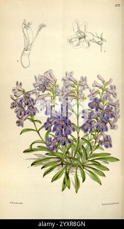 Curtis's Botanical Magazine, Londres, New York, illustration botanique, botanique, périodiques, œuvres picturales, plantes ornementales, Curtis, Une illustration botanique mettant en vedette un groupe de fleurs délicates avec de multiples fleurs violettes et violettes regroupées. Les fleurs présentent une forme tubulaire avec des pétales évasés, soutenus par de fines tiges vertes et des feuilles luxuriantes et allongées à la base. Au-dessus de l'illustration principale, des croquis supplémentaires fournissent des détails rapprochés d'une fleur individuelle et d'une structure unique ressemblant à une plante de pichet, mettant en évidence les caractéristiques complexes et la diversité de la flor Banque D'Images