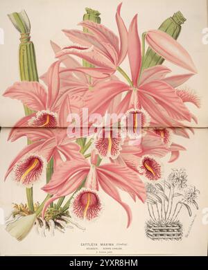 L'illustration horticole, Gand, Belgique, imprimerie et lithographie de F. et E. Gyselnyck, 1854-1896, floriculture, jardinage, serres, horticulture, périodiques, Une exposition vibrante de Cattleya maxima, remarquable pour ses grands pétales roses et volants, met en valeur la beauté de cette espèce d'orchidée. Les fleurs sont regroupées, révélant des détails complexes tels que les rayures délicates sur la lèvre et les marques rouges profondes dans la gorge. Autour des fleurs principales se trouvent des bourgeons prêts à fleurir, suggérant le cycle de vie et de rajeunissement dans le monde végétal. Dans le coin inférieur, un plus petit Banque D'Images