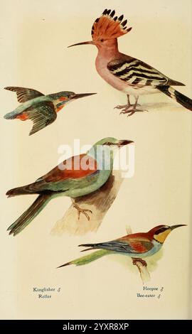 Oiseaux britanniques dans leurs hantées Londres Dutton 1922 oiseaux de Grande-Bretagne Alcedo atthis kingfisher Coracias garrulus Merops apiaster mangeur d'abeilles européen Upupa épops Eurasian Hoopoe rouleau européen, Une collection d'oiseaux magnifiquement illustrés, chacun affiché avec leurs caractéristiques et couleurs distinctes. Le coin supérieur gauche présente un Kingfisher, caractérisé par son plumage vibrant et son bec pointu, prêt à voler. Adjacent à elle se trouve un rouleau, connu pour ses plumes bleues et vertes frappantes, représentées avec des ailes déployées. Ci-dessous, un Hoopoe se distingue par sa couronne unique de plumes et un mélange de wa Banque D'Images