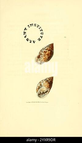 Le, zoologique, Miscellany London, imprimé, par, B. McMillan, pour E. Nodder, &, fils, et, vendu, par, tous, libraires, 1814-1817, picturale, œuvres, zoologie, l’illustration met en valeur deux coquilles finement détaillées, affichant des motifs et des textures uniques. Chaque coquille présente une riche variété de couleurs et de dessins, indicatifs de leurs origines marines. Au-dessus des coquilles, un timbre circulaire marque la pièce, signifiant probablement son association avec une institution spécifique. Cette œuvre reflète la beauté et la diversité de la vie marine, capturant les caractéristiques délicates des coquillages dans une élégante manne Banque D'Images