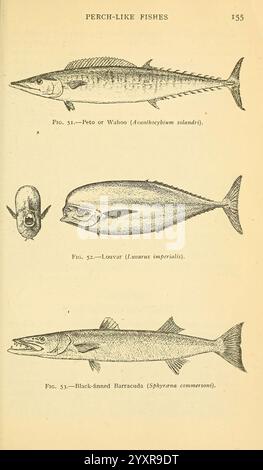 Field book of Giant Fishes, New York, G. P. 1949, Whales, Woods Hole, poissons, Sphyraena qenie, Acanthocybium solandri, Luvarus imperialis, l'illustration présente trois espèces distinctes de poissons perchés, chacune étiquetée pour l'identification. Le premier est le Wahoo (Acanthocybium solandri), caractérisé par son corps allongé et sa forme profilée, idéal pour la natation rapide. Vient ensuite le Louvar (Luvarus imperialis), identifiable par sa forme ovale unique et sa nageoire dorsale proéminente, que l'on trouve couramment dans les eaux plus chaudes. Enfin, le Barracuda à nageoires noires (Sphyraena qennisonis), connu pour son bo allongé Banque D'Images