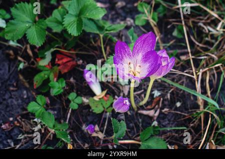 Fleur de crocus violette, avec des pétales délicats, dans une prairie verte floue. Bourgeons de fleurs non ouvertes Banque D'Images